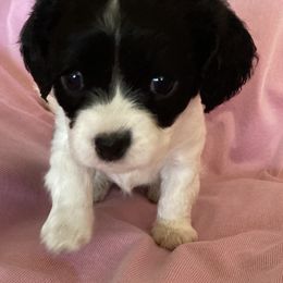 Cavapoo puppies from K&R Cavaliers