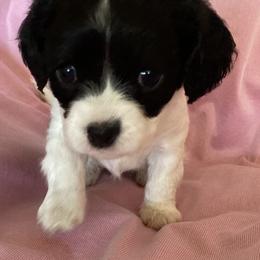 Cavapoo puppies from K&R Cavaliers