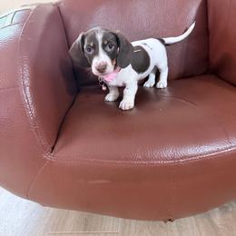 Strawberry Shortcake pink collar - Piebald female Dachshund puppy in Bremen, Georgia from Jones Royal Kennels / Jones Miniature Dachshunds