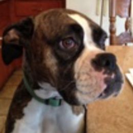 Boxers, Bulldogs, and French Bulldogs from Springwood Farm