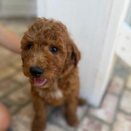 Grey - male Goldendoodle puppy in Shingle Springs, California from California Double Doodles