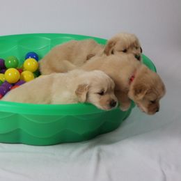 Golden Retriever Puppies from Pebble Creek Golden Retrievers