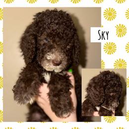 Sky - Phantom male Poodle puppy in Surprise, Arizona from Oh Doodles Doodlery