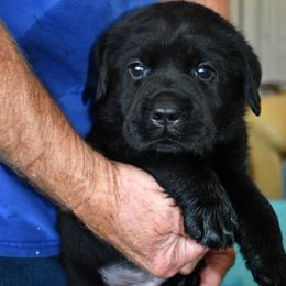 "Green Boy" Labrador Retriever Puppies from Winterstrom Labradors