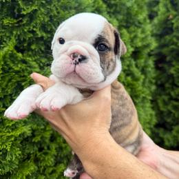 Cruz - Brindle male Bulldog puppy in Murfreesboro, Tennessee from Teddy Bear Classic Canines