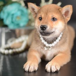 Boy 2 - Red male Shiba Inu puppy in Neosho, Missouri from Sunny Terrace Shibas