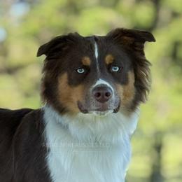 Breezy - Red tri female Miniature Australian Shepherd puppy in Covington, Pennsylvania from Rigas Mini Aussies LLC