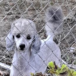 Erik - Poodle