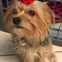 Biewer Terriers and Yorkshire Terriers from NorCal Terrier Kennel