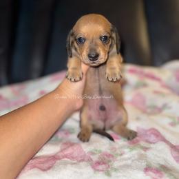 Chevy - Red male Dachshund puppy in Ceres, California from Rockin' M’s LilBitty Dachshunds (LBD)
