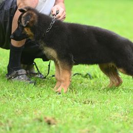 German Shepherd Puppies from Riverline Shepherds
