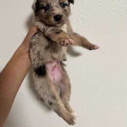 Australian Shepherd and Miniature American Shepherd Puppies from Autumn Fall Aussies
