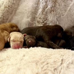 Labrador Retriever Puppies from Knotty Creek Labradors
