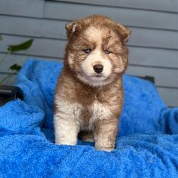 Maverick - Agouti and white male Siberian Husky puppy in Sherwood, Oregon from Whiskey River Siberians