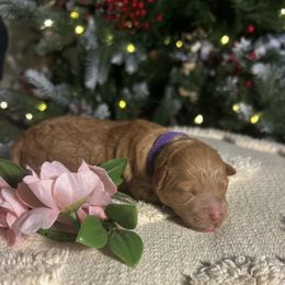 Ginger (Purple Collar) - Red female Cavapoo puppy in Austin, Texas from Lucy Lou’s Cavapoos