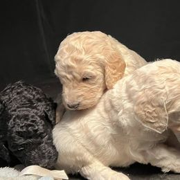 Goldendoodles from Deez Doodles