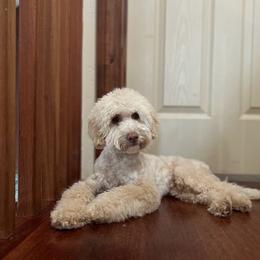 Theodore - Cream male Cockapoo puppy in Dixon, Montana from Super Z Kennels