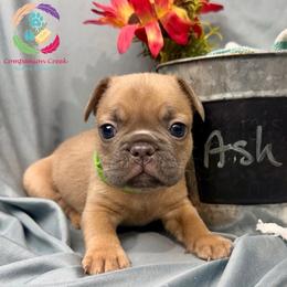 Ash - Blue fawn male French Bulldog puppy in Bowman, Georgia from Companion Creek Farm