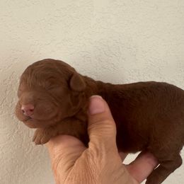 Kandee - Red  female Poodle puppy in Queen Creek, Arizona from Prestigious Toy Poodles