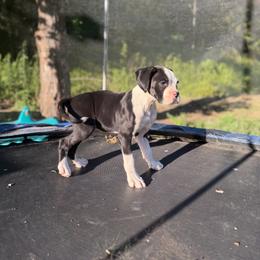 Boy 4 - Brindle male Boxer puppy in Prestonsburg, Kentucky from Bre’s Boxers