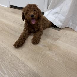 Nicky - Red female Cavapoo puppy in Mint Hill, North Carolina from DoodleForever