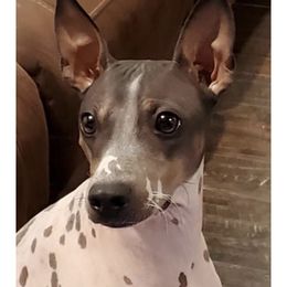 Delta - American Hairless Terrier