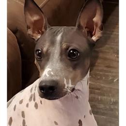 Delta - American Hairless Terrier