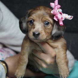 Dachshund Puppies from Mini Doxies R Us