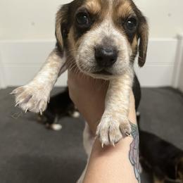 Blue Collar - Black tan and bluetick male Beagle puppy in Jasper, Texas from Beech Grove Beagles