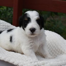 Ben - male Australian Mountain Doodle puppy in Angola, Indiana from Classic City Doodles
