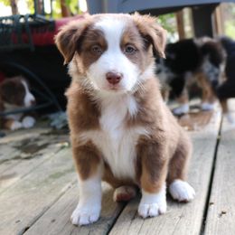 Australian Shepherd Puppies from Chippewa Falls Aussie Paws
