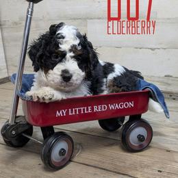 Elderberry - Black and white male Bernedoodle puppy in Cambridge, Minnesota from Country Meadow Doodles