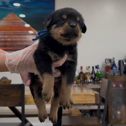 Blue and Green Collar - Black and rust male Rottweiler puppy in Brandenburg, Kentucky from Boss Rottweiler Haus