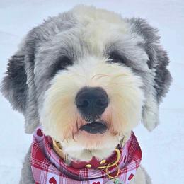Old English Sheepdog All Grown Up from Cheshire Old English Sheepdogs
