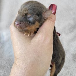 Milky Way - Chocolate, tan and white female Yorkshire Terrier puppy in Middleton, Idaho from Rocky Mountain Yorkies