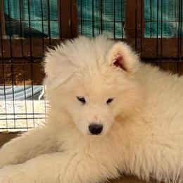 Purple Boy - White male Samoyed puppy in Hellertown, Pennsylvania from O’blako Samoyeds