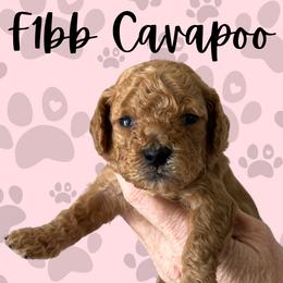 Girl 2 - Red female Cavapoo puppy in West Jordan, Utah from Ruby's Cavapoos