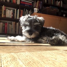 Miniature Schnauzer Puppies from Bear + Bean Schnauzer Farm