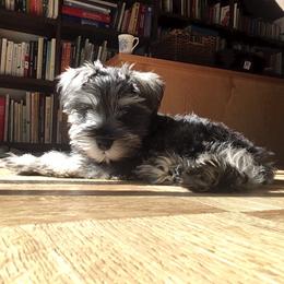 Miniature Schnauzer Puppies from Bear + Bean Schnauzer Farm
