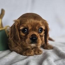 Autumn - Cavalier King Charles Spaniel puppy from Annie's Puppies