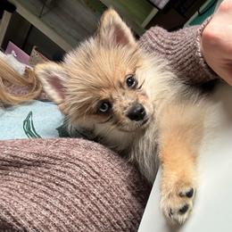 Fang - Merle male Pomsky puppy in Boonville, Indiana from Elysian Pomskies