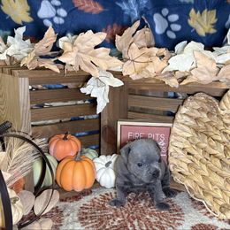 Female 1 - Blue female Staffordshire Bull Terrier puppy in Lakeland, Florida from Blueline Staffords