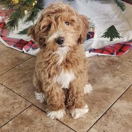 Goldendoodle All Grown Up from Goldendoodle AZ