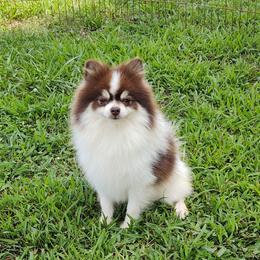 Chip - Pomeranian