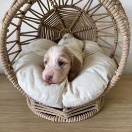 Flounder - Piebald male Dachshund puppy in Kissimmee, Florida from Mini Doxie Cuties