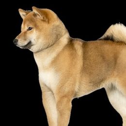 Chupa - Shiba Inu