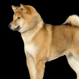 Chupa - Shiba Inu