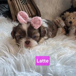 Latte - Tricolor female Shih Tzu puppy in Center Point, Iowa from Puppies in a Box Shih tzus