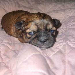 Red and black - Sable male Shih Tzu puppy in Citrus Heights, California from The Lion dog Shih Tzu