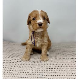 Jade - Caramel female Australian Labradoodle puppy in Sacramento, California from Little Farmstead Labradoodles